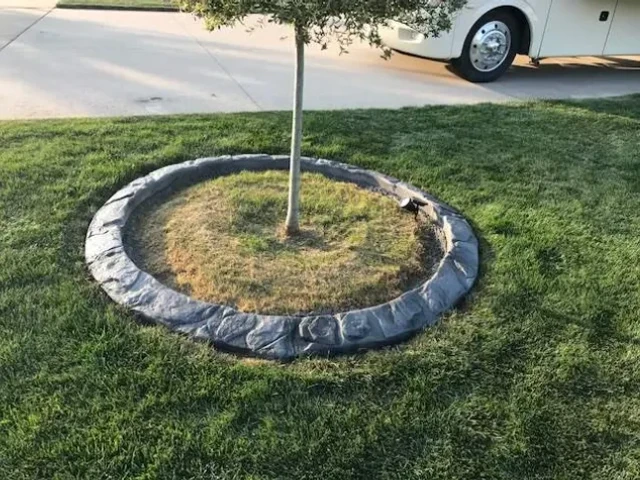 Concrete tree ring curbing around mature tree